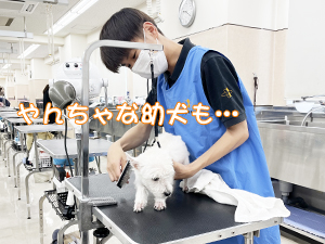 定期シャンプーでいつも清潔！